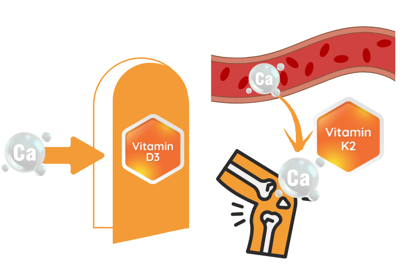 Diagram showing vitamin d3 opening a door to let calcium in to bloodstream, and vitamin k2 directing the calcium to bones