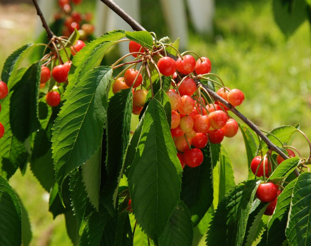 Montmorency cherries growing on a tree in the sunlight