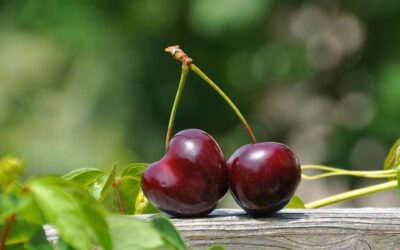 Tart vs sweet cherries: which is better (and when)?