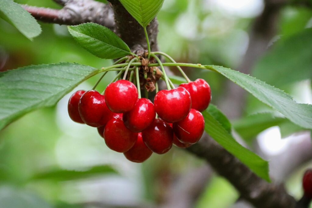 Bright red tart cherries, growing on a tree.