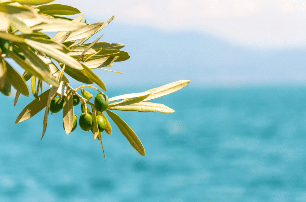 Olive tree branch with green olives hanging over a bright blue Mediterranean sea
