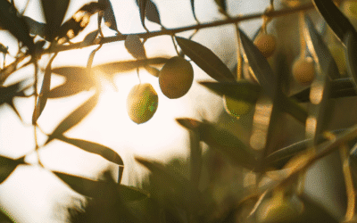 Olive Leaf Extract: The Mediterranean Secret for Heart, Immunity, and Healthy Ageing