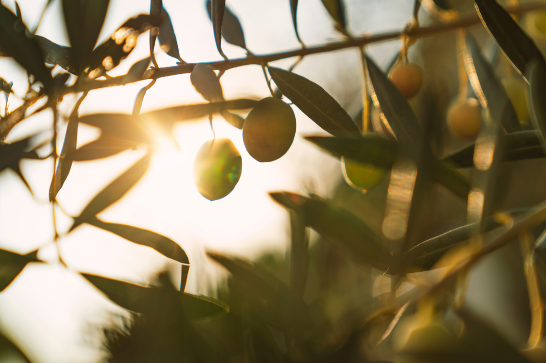 Close-up of olives hanging on a tree branch, with sunlight shining through the leaves