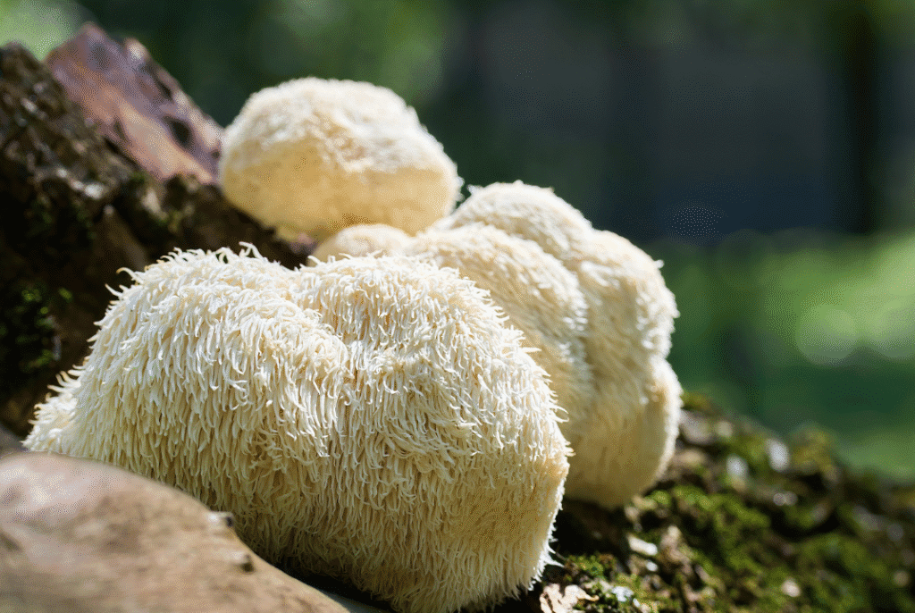 Close-up of Lion’s Mane mushrooms growing on a tree trunk in natural sunlight, showing their white, shaggy, icicle-like texture.