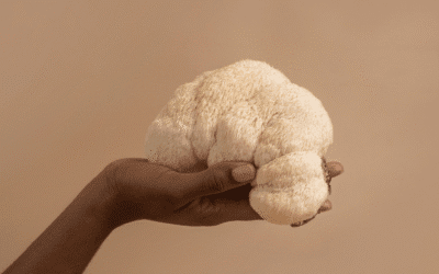 Lions Mane Mushroom for Focus & Productivity: What the Science Says