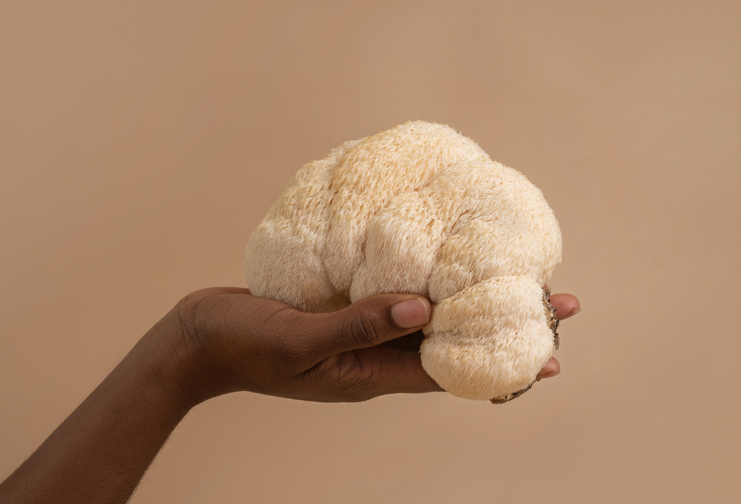 Hand holding a Lion’s Mane mushroom against a neutral background, showing its soft, shaggy texture.