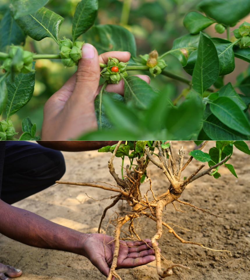 Ashwagandha plant showing red berries on the stem, with a second view of freshly harvested ashwagandha roots being held above the soil.