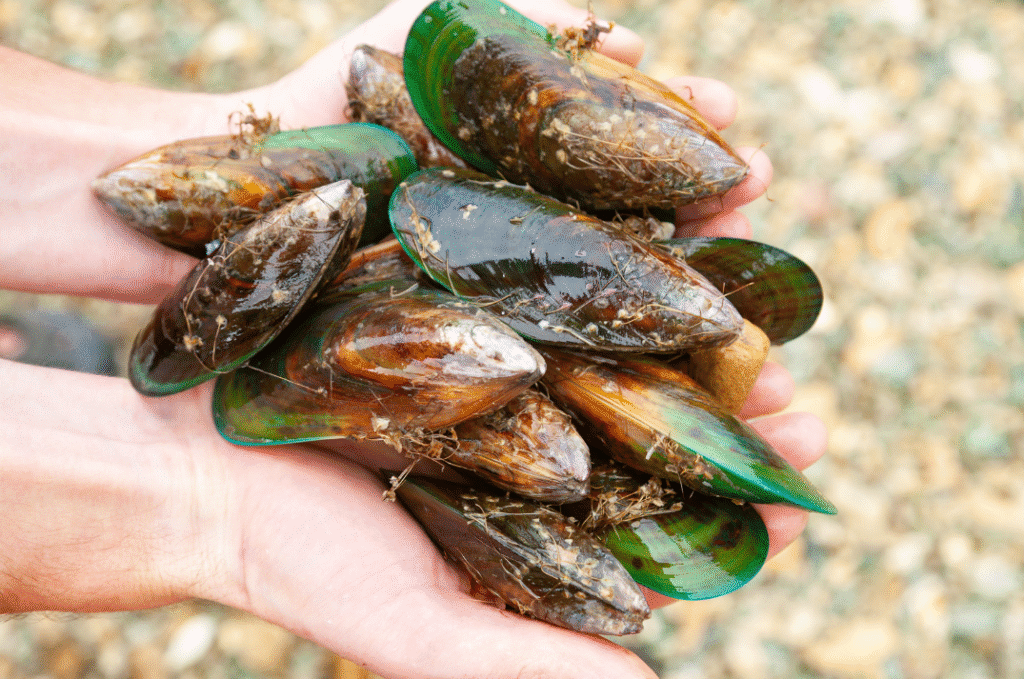 Hand full of Green Lipped Mussels with rocky beach in background.