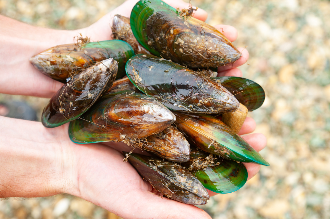 Hand full of Green Lipped Mussels with rocky beach in background.