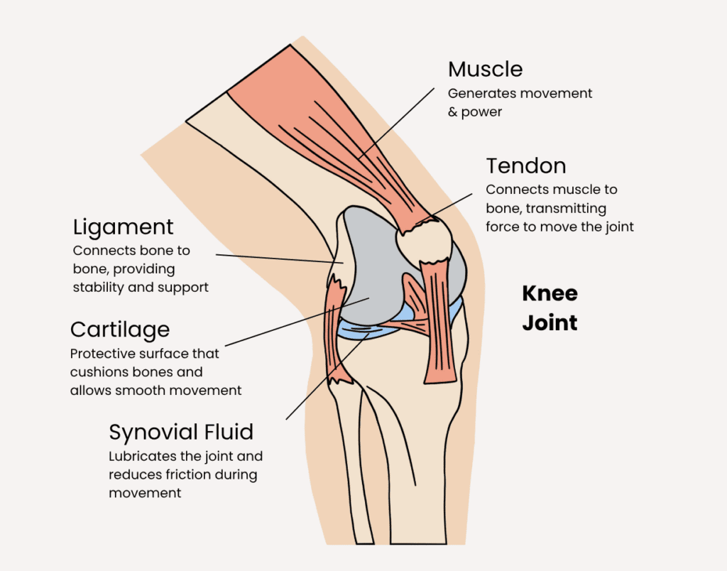 Labeled diagram of the knee joint showing muscles, tendons, ligaments, cartilage, and synovial fluid that support joint movement and flexibility.