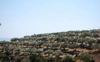 My Personal Experience with Olive Leaf Extract