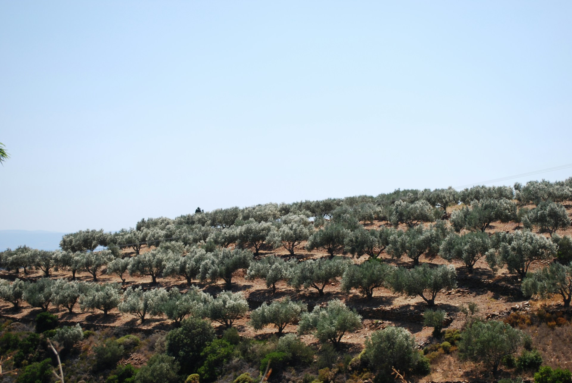 Olive trees Olive trees across a Mediterranean hill