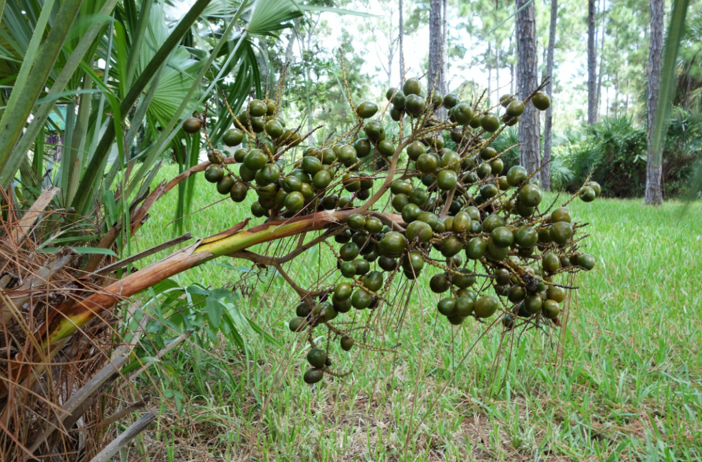 Saw palmetto berries (Serenoa repens), the fruit used to produce extracts studied for prostate and urinary health