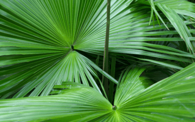 Saw Palmetto vs Pumpkin Seed Oil for Prostate Health