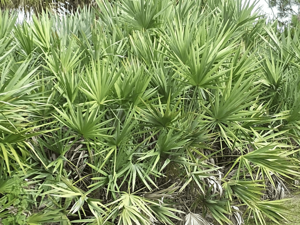 Saw palmetto plant (Serenoa repens), a low-growing palm native to North America