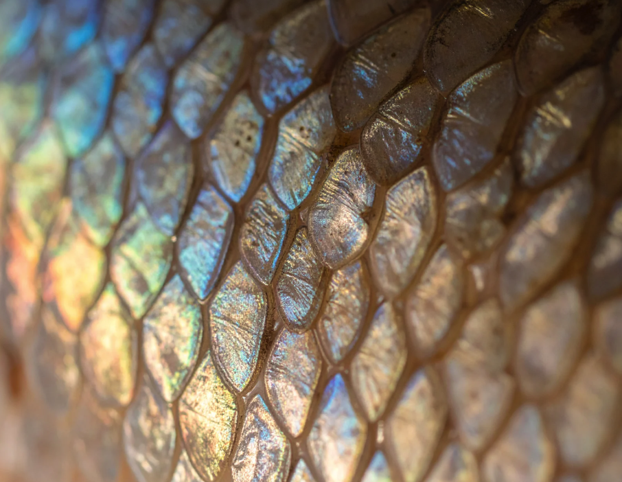 Close-up of fish scales showing natural texture and iridescent pattern, representing the marine source of collagen.