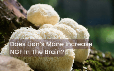 Does Lion’s Mane Increase NGF (Nerve Growth Factor)? What the Evidence Says