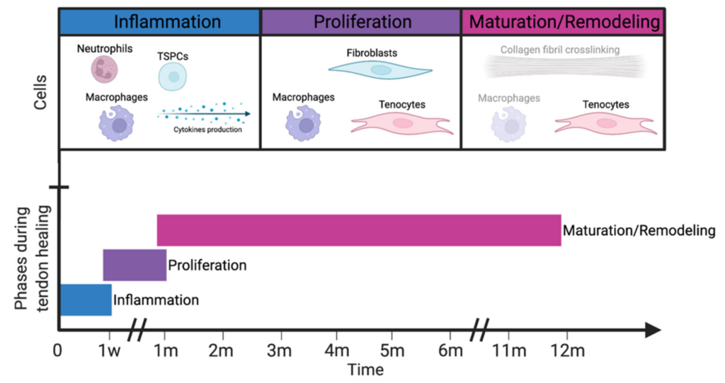 Diagram showing the three overlapping phases of tendon healing. The inflammation phase involves neutrophils, macrophages and TSPCs with cytokine production in the first week. The proliferation phase involves macrophages, fibroblasts and tenocytes from around one month. The maturation and remodelling phase involves tenocytes and collagen fibril crosslinking, continuing for up to twelve months.