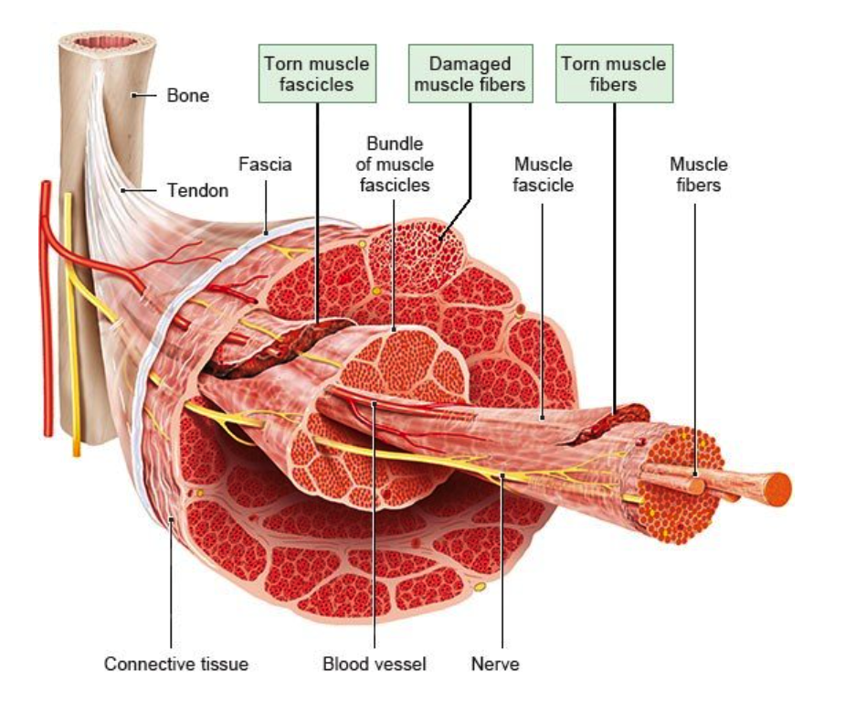 A labelled diagram showing what a muscle is made up of.