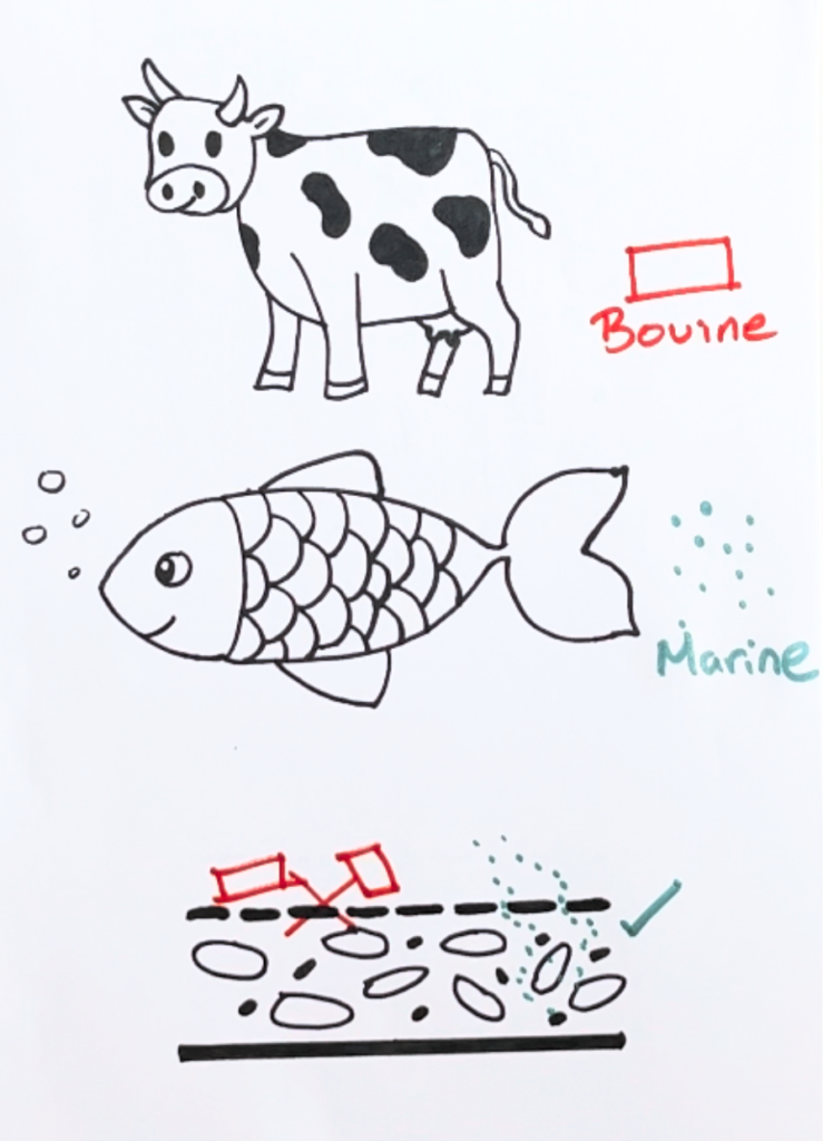Hand-drawn diagram comparing marine and bovine collagen peptide sizes, showing larger bovine peptides blocked at a barrier while smaller marine peptides pass through for absorption