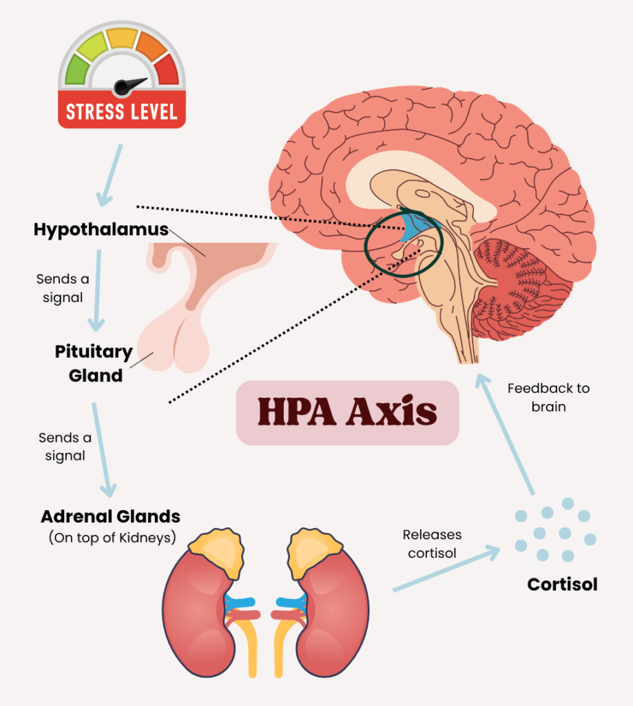 Diagram of the HPA axis showing the body's stress response. A stress level gauge points to the hypothalamus in the brain, which sends a signal to the pituitary gland, then to the adrenal glands on top of the kidneys, which release cortisol. An arrow shows cortisol feeding back to the brain.