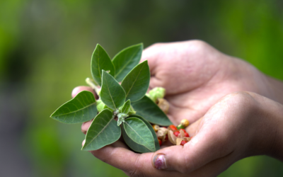 Ashwagandha vs Rhodiola for Stress: How to Choose