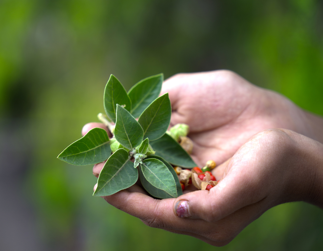 Ashwagandha plant in hand Ashwagandha plant held in 2 hands